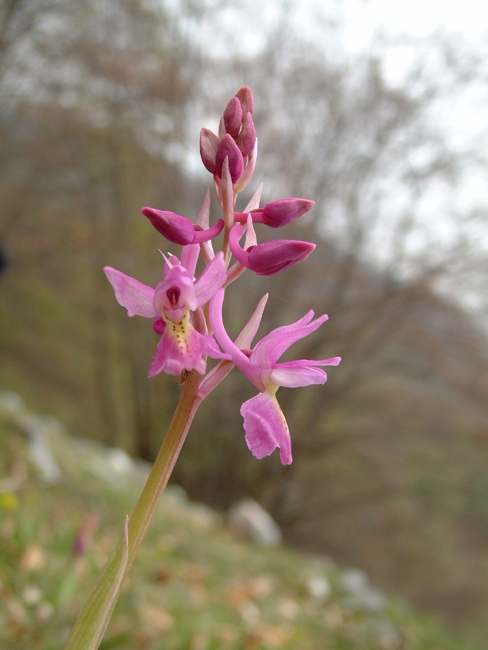 Orchis x colemanii (ibrido: Or. mascula x Or. pauciflora)